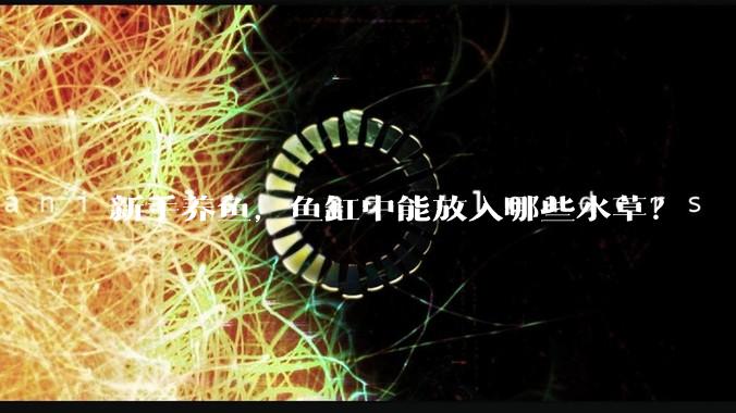 新手养鱼，鱼缸中能放入哪些水草？